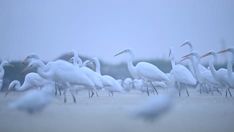 Flock-of-Great-egrets-in-Morning