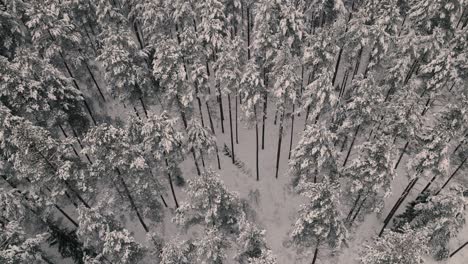 Vuelo-De-Drones-Sobre-El-Bosque-En-Invierno