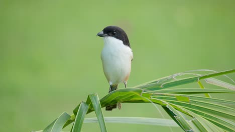 Long-tailed-Shrike-Turning-and-Looking-Around-Hunting-Perched-on-Palm-Branch-Leaves