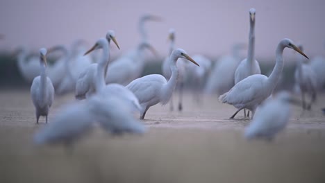 Flock-of-great-Egrets-in-Misty-Morning