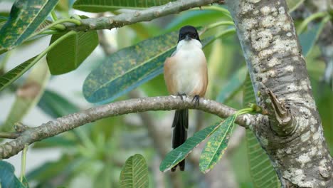 Long-tailed-Shrike-Grooming-Clean-Feathers-and-Preening-Perched-on-Plumeria-Tree-Branch---close-up