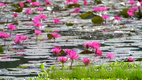 Pink-lotus-lily-Nymphaea-pubescens-in-natural-pond-environment,-shallow-DOF