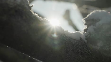 Cinematic-Slow-Motion-Close-up-of-Snow-On-a-Branch-in-the-Bright-Sunlight