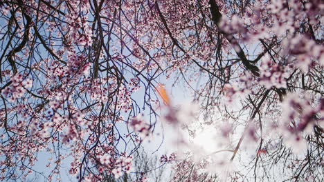 Rack-Focus-Close-Up-of-cherry-blossoms-blowing-in-the-breeze-with-lens-flare