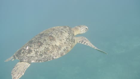 Indonesian-Sea-turtle-swimming-in-deep-ocean-water-during-sunny-day,close-up