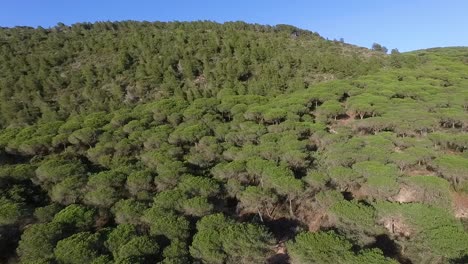 Flying-Over-Astonishing-Forest-Landscape-In-Natural-Park-Of-Pinos-Aereo