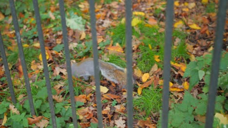 High-angle-shot-of-a-squirrel-behind-fence-quickly-running-away-into-park-at-daytime