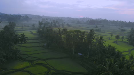 Drone-shot-of-the-rice-fields-during-sunrise-in-Bali