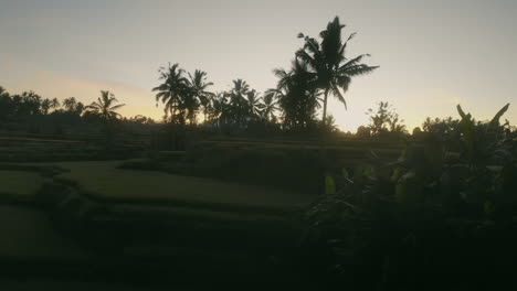 Drone-shot-coming-through-palm-trees-at-sunrise-in-the-rice-fields-of-Bali