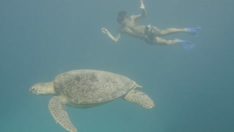 Young-man-diving-underwater-beside-Sea-Turtle-in-Indonesia-Waters,close-up