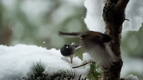 Slow-motion-of-dark-eyed-juncos-in-a-tree-in-winter