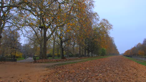 Shot-of-rows-of-trees-in-Hyde-park-with-fallen-leaves-in-London,-UK-on-a-cloudy-day