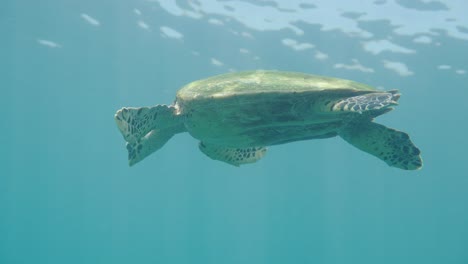Schöne-Meeresschildkröte,-Die-Unter-Wasser-Schwimmt-Und-Sich-Entspannt,-Nahaufnahme---Komodo,-Indonesien