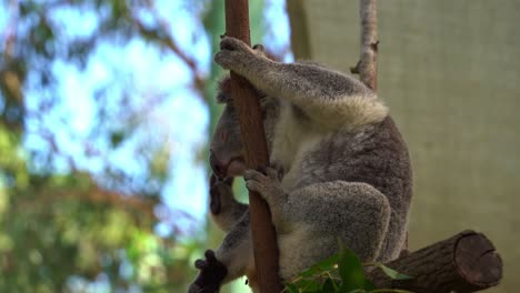 Entzückender-Koala,-Phascolarctos-Cinereus,-Der-Sich-Mit-Halb-Geschlossenen-Augen-An-Einen-Baum-Klammert,-Sein-Flauschiges-Fell-Mit-Dem-Rückfuß-Von-Links-Nach-Rechts-Pflegt-Und-Kratzt,-Nahaufnahme