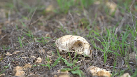 El-Cráneo-De-Un-Gato-En-El-Parque-Nacional-Del-Monte-Carmelo