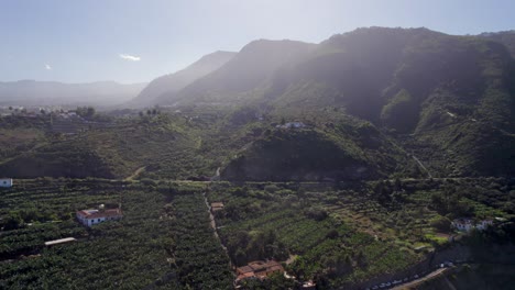 Aerial-view-revealing-Canary-bananas-plantation-on-base-of-green-hills-under-scenic-sunlight