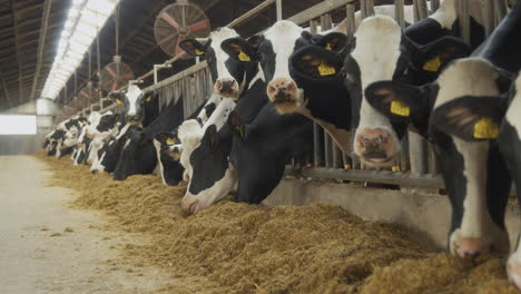 A-row-of-cows-in-a-row-eating-animal-feed