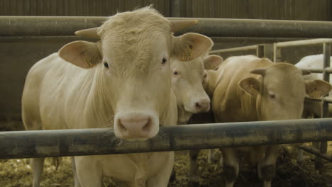 A-pair-of-dutch-bulls-standing-in-a-barn