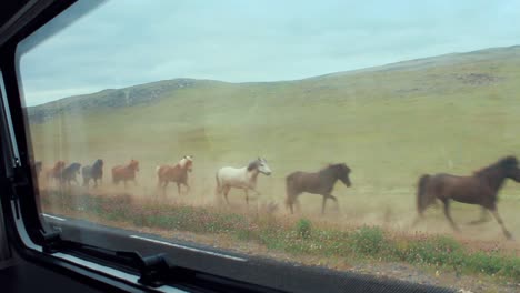 Runnig-group-of-black,-brown-and-white-horses-in-the-field-with-a-scenic-mountain-background-behind-in-Iceland,-out-of-the-car-window-shot,-Full-HD