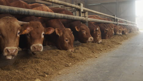 A-row-of-bulls-eating-grains-in-a-barn