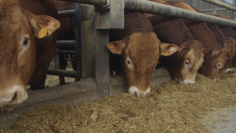 A-row-of-bulls-eating-animal-feed