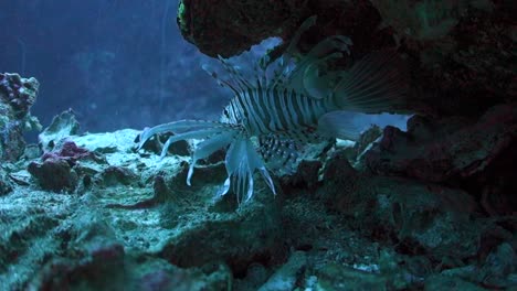 Nocturnal-Common-Lionfish-Shelters-Under-Rocky-Ledge-on-Tropical-Coral-Reef