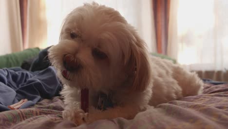 Shih-tzu-Maltese-mix-puppy-eating-bully-stick-snack-on-bed