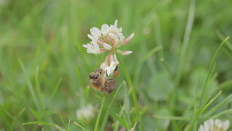 Bee-collecting-food-resources-within-the-grass