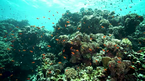 Unterwasserszene-Mit-Korallenriffen-Und-Kleinen-Schwimmenden-Korallenfischen---Unterwasseraufnahme