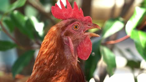 Close-up-head-shot-of-a-free-range-chicken-rooster,-gallus-gallus-domesticus-in-outdoor-environment,-wondering-around-its-surroundings-in-bright-daylight
