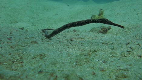 Bent-Stick-Pipefish-sways-slowly-in-the-current-in-the-shallow-waters-around-a-coral-reef-in-Thailand