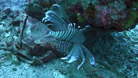 Verzierter-Rotfeuerfisch-Sucht-Tagsüber-Schutz-Am-Korallenriff