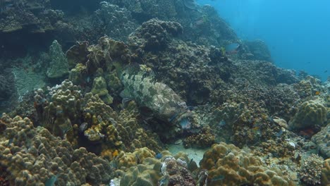 Ein-Großer-Malabar-Zackenbarsch-Schwebt-über-Einem-Korallenriff,-Während-Putzerlippfische-In-Seinem-Maul-Säubern