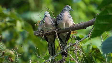 Wild-Zebra-Dove-or-Barred-Doves-Couple-Perched-on-Tree-Branch-Together-in-Jungle-Forest---close-up