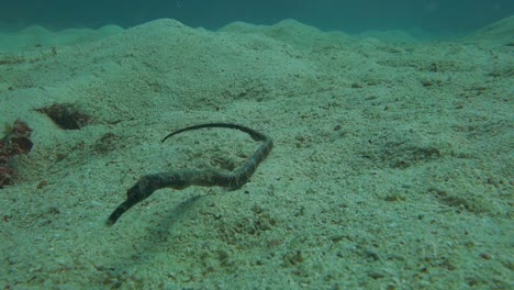 Bent-Stick-Pipefish-Ruht-Auf-Dem-Sandigen-Boden-In-Der-Nähe-Eines-Korallenriffs-Und-Blickt-Direkt-In-Die-Kamera