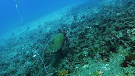 Große-Ausgewachsene-Echte-Karettschildkröte-Schwimmt-Anmutig-Auf-Der-Suche-Nach-Nahrung-über-Den-Meeresboden