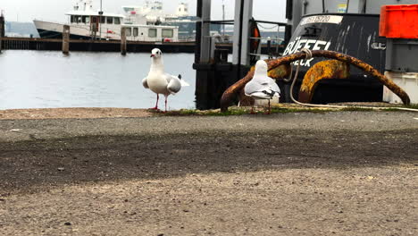 two-small-seagulls-playing-with-each-other-in-the-harbor