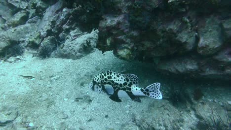 Spotted-Clown-Sweetlips-Fish-Rests-Unmoving-Sheltered-by-Rocky-Coral-Reef