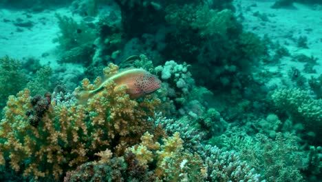 Arrecifes-De-Coral-Tropicales-Con-Un-Pequeño-Pez-Halcón-Pecoso
