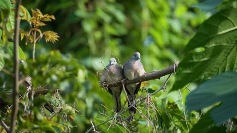 Ein-Paar-Friedliche-Tauben-Oder-Zebratauben-Auf-Baumast-In-Bangkok,-Thailand