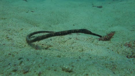 Bent-Stick-Pipefish-rests-on-the-sandy-bottom-near-a-coral-reef-and-sways-in-the-current-to-camouflage-itself