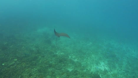 Spotted-Eagle-Ray-flaps-wings-flies-over-shallow-sandy-near-coral-reef