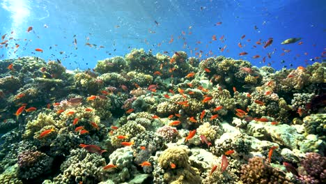 Leuchtend-Orange-Kleine-Korallenfische,-Die-über-Den-Korallen-Schwimmen---Unter-Wasser