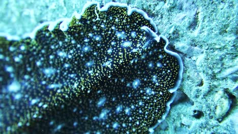 Polyclad-flatworm-crawls-over-rocky-coral-reef-searching-for-food,-macro