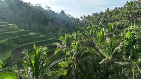 Rice-fields-and-palm-trees---Tegallalang-Rice-Terrace