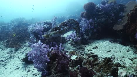 Dunkel-Gefärbter-Tintenfisch-Versucht,-Sich-Auf-Einem-Korallenriff-Zu-Tarnen-Und-Zu-Verstecken