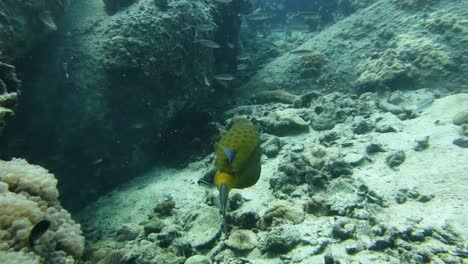 Shy-adult-yellow-boxfish-leaves-reef-cleaning-station-to-find-shelter