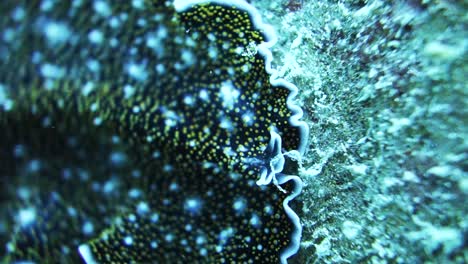Spotted-Acanthozoon-Marine-Platelminto-Volantes-Falda-Moviéndose-Sobre-Arrecifes-De-Coral