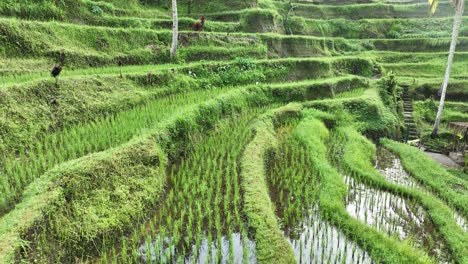 Rice-field-terrace-in-Ubud---Bali---Indonesia