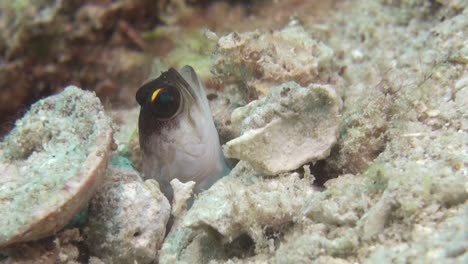 shy-yellowbarred-jawfish-peeping-out-of-burrow,-come-out-and-retreat-again,-several-attempts,-medium-shot